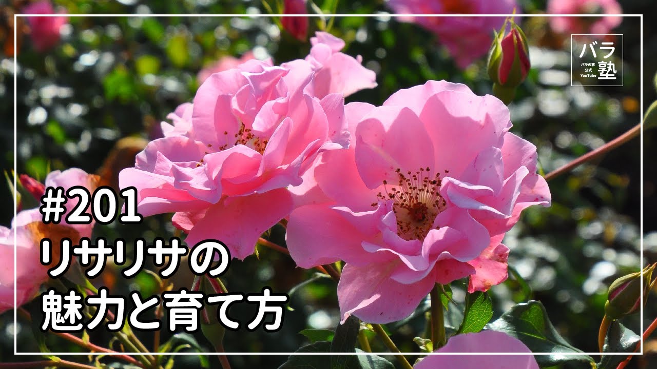 バラ苗【新苗】リサリサ 国産苗［農林水産省 登録品種］《J-RO》【0501