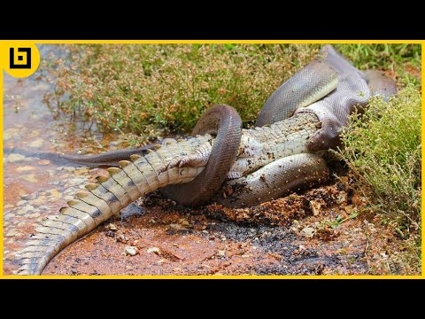 Top 15 Moments When Huge Snakes Eat Their Prey That Will Make You Cringe