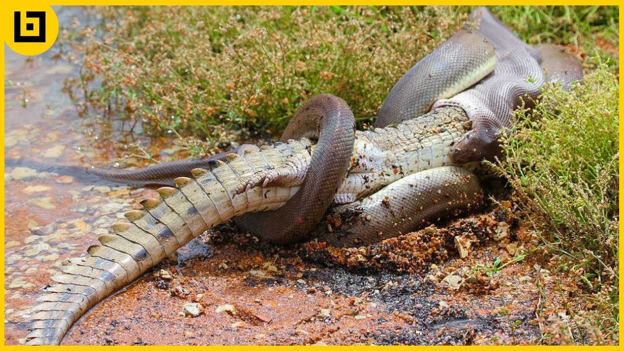 Top 15 Moments When Huge Snakes Eat Their Prey That Will Make You Cringe -  YouTube