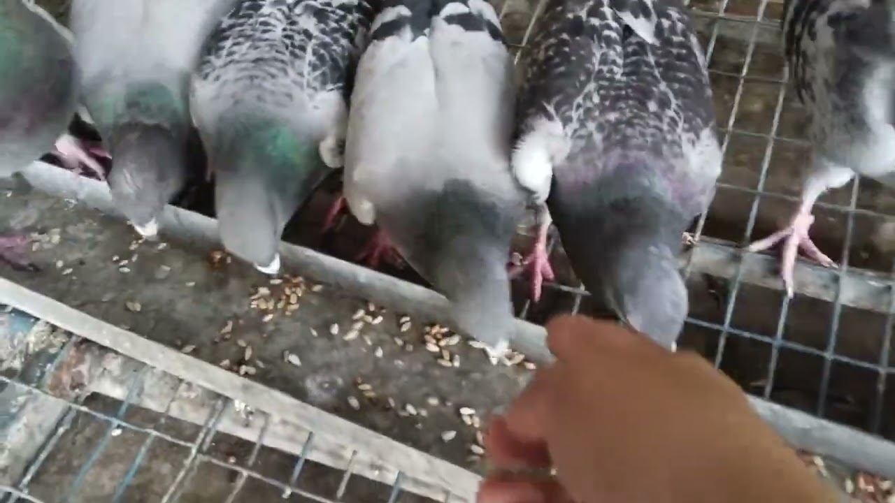 gamit na patuka sa karera 🫘