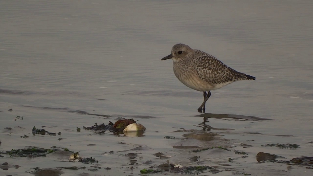 Natuur in Zeeland: een zilverplevier sluipt voorbij