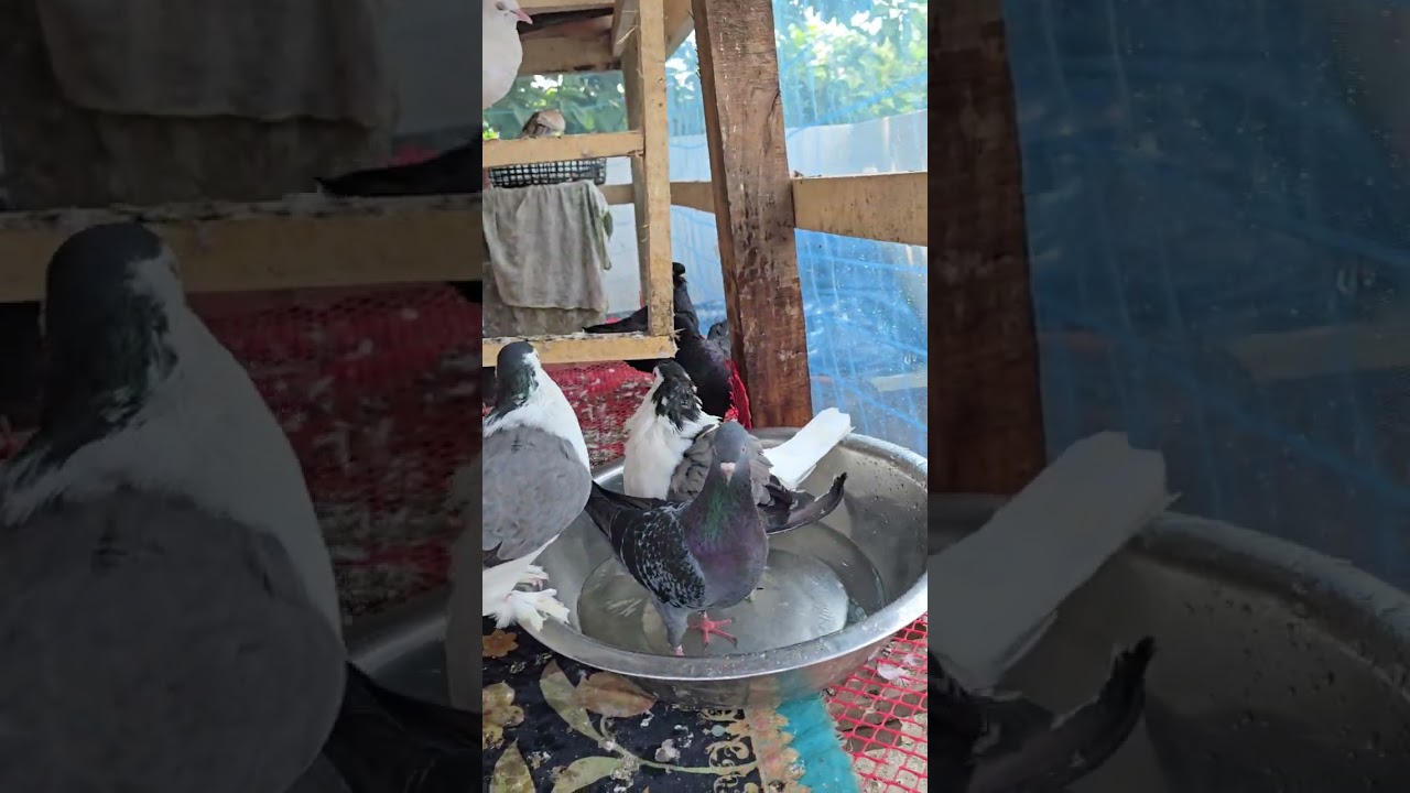 Show King Black Pigeons 1 Pair