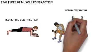 GCSE Biology - Function Based Muscle Groups