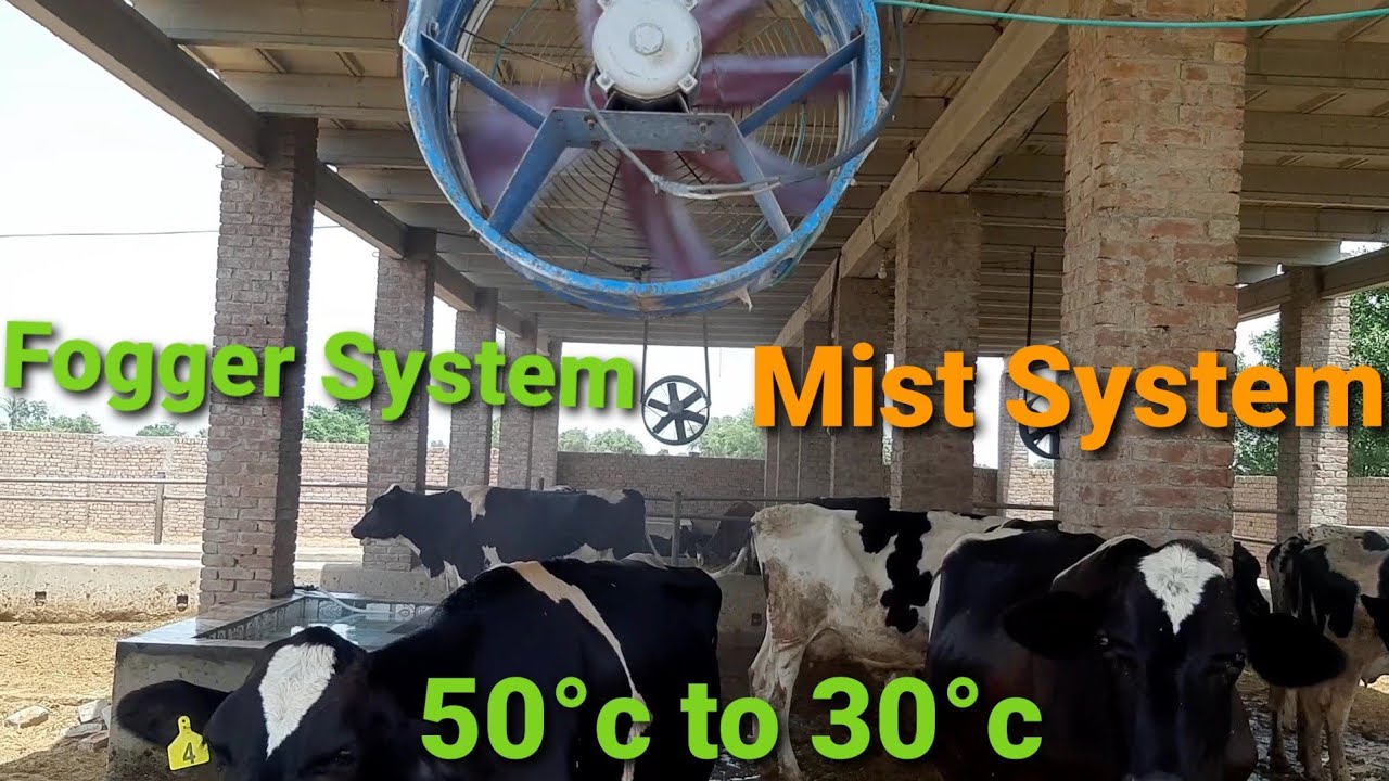 Fogger System for Dairy Farm Mist System Decrease Temprature YouTube