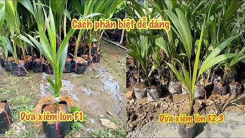 Dừa xiêm lùn bến tre F1 và cách nhận biết dễ dàng khi mua hàng
