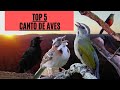 Os cinco mais belos cantos de aves do Brasil! Na minha opinião.