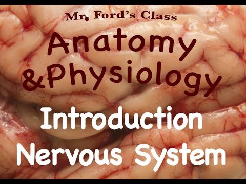 Nervous System : Introduction to the Nervous System (10:01) - YouTube