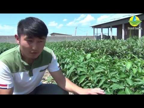 Vídeo: Eliminació De Soques Amb Nitrat: Quina S'utilitza A Més Del Nitrat D'amoni? Esquema Per A La Destrucció D’arrels De Cànem Mitjançant Nitrats Sense Arrencar