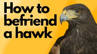 How to befriend a hawk   Different types of rearing and the manning process | Falconry Advice