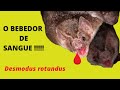 MORCEGO VAMPIRO - Desmodus rotundus, o bebedor de sangue