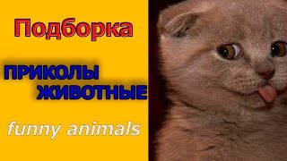 Смешно животные ПРИКОЛЫ про котов 2014/ Funny Animals Смешно животные ПРИКОЛЫ про котов 2014/ Funny Animals