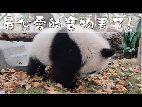 《熊貓早晚安》“宝哥”把最心爱的宝物丢了！（拍攝於2019年12月27日） | iPanda熊猫频道