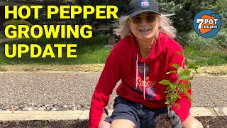 Hot Pepper Grow Season Update June 2022