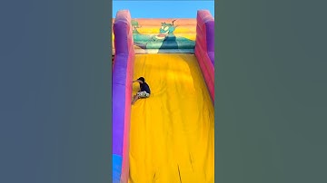 Vai Pula!! 😂😂😂 | Kai Epic Stunt on Inflatable Slide