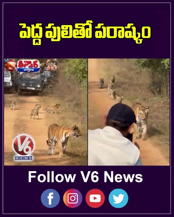 HC Seeks Govt Reply On Tourist Vehicles Blocking Tigress' Path In Maharashtra Sanctuary | V6Teenmaar