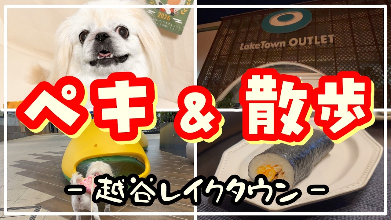 ライオンになった愛犬とレイクタウンを散歩🐾恵方巻きを喰らう❗️