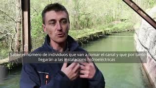 Centrales hidroeléctricas, ¿trampas mortales para salmones?