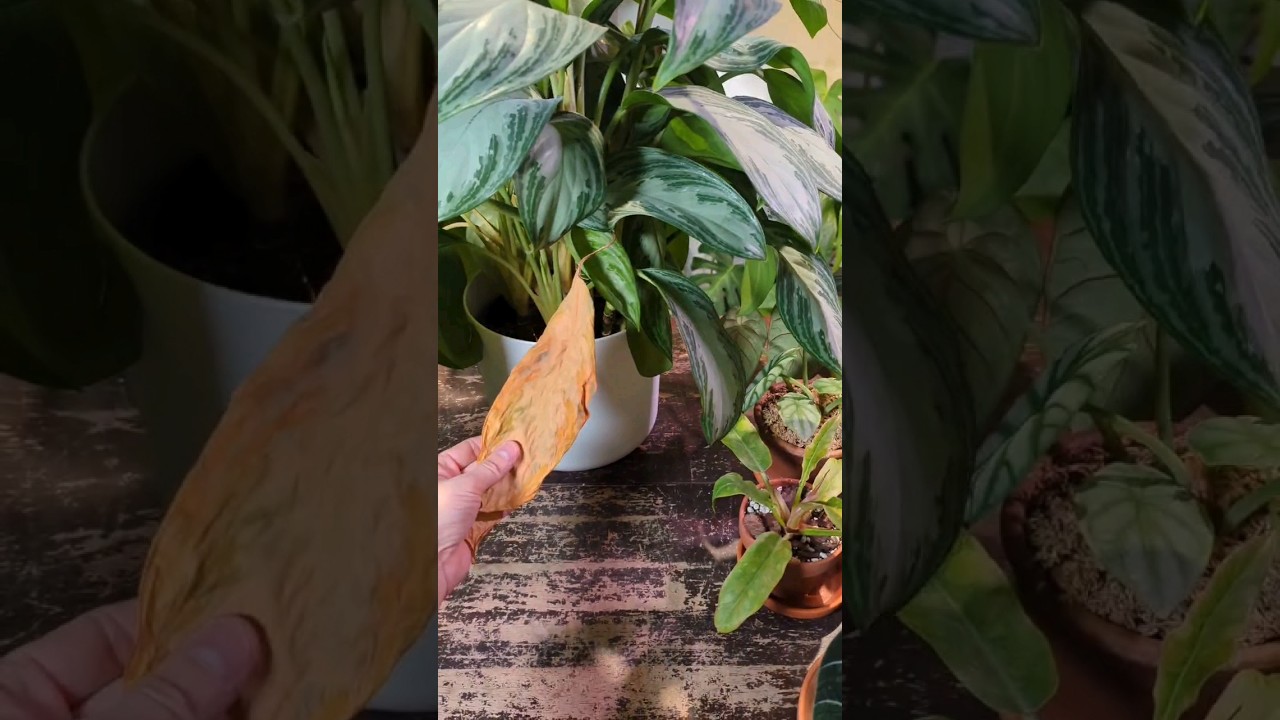 Chinese evergreen sad and slowly dying. What should I do? 1 of the