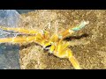 오렌지 바분 타란튤라의 공격성 CRAZY Orange baboon tarantula (Pterinochilus murinus)