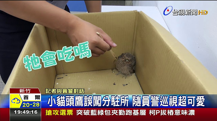 小貓頭鷹誤闖分駐所隨員警巡視超可愛 - 天天要聞