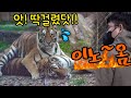 【에버랜드 범궁호랑이】대노한 대장사육사님😡 어린이 찬스까지 동원한 역대급 싸움중재 현장 Famous Tiger Family in Korea, cat tiger