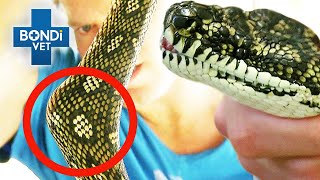 What Has This Snake Swallowed?! 🐍 | Bondi Vet Clips | Bondi Vet