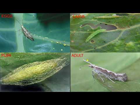 Video: Graciös Cruciferous Field Moth