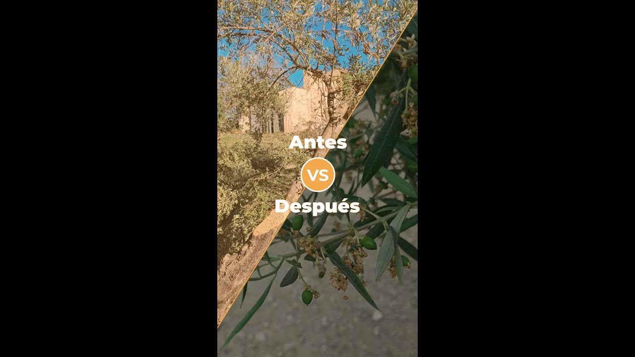 ANTES Y DESPUÉS: FINCA DEGRADADA