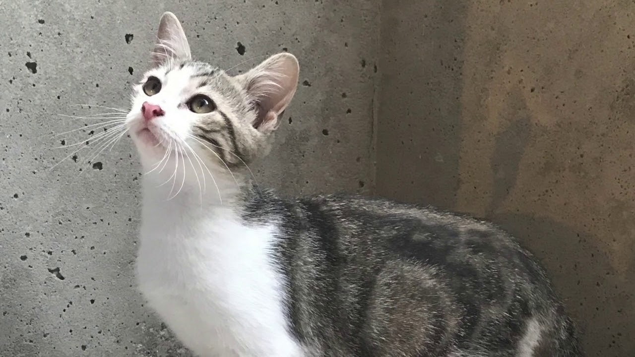 Journée adoption Chats et Chatons le 14 octobre 2017 à