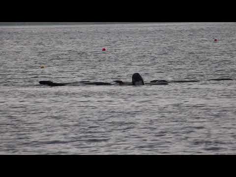 Video: Whale Watch fra Orkney