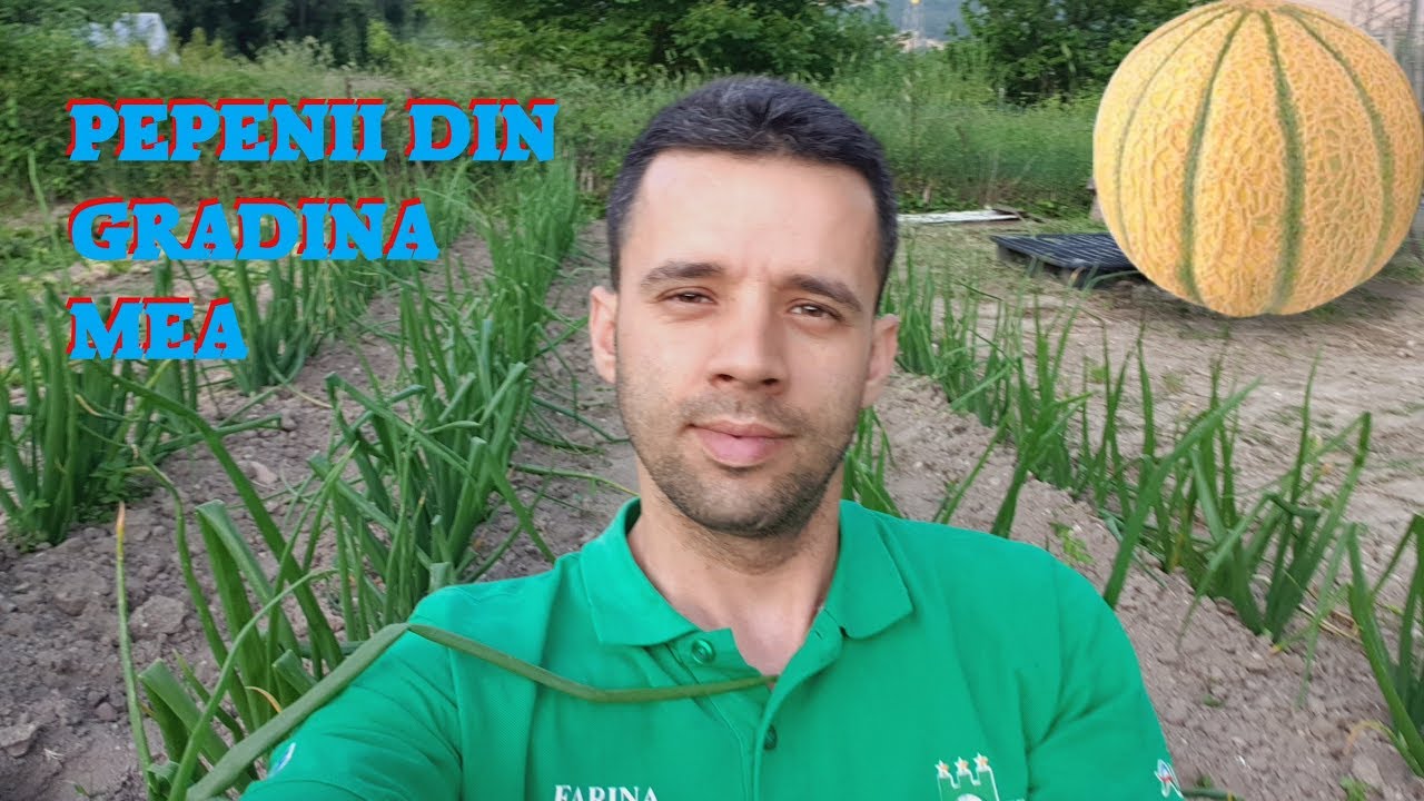 PEPENII DE LA GRADINA MEA | VA PREZIT GRADINA ceapa cu ficatei