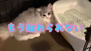 猫砂が気に入り過ぎて、トイレから出られない子猫のチッチ！用を済ます事よりも猫砂の感触を楽しむかのように離れないチッチ！砂場じゃ無いんだよ〜(^^;さてチッチはトイレから出られるのかな〜⁈