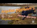 Anguilas gigantes 3!!! Anguilacondas