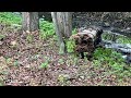 Removing a ded tree trunk from Celery Farm strea, Part I