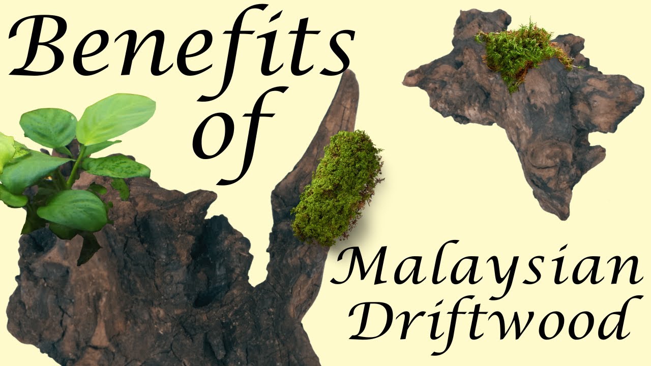Benefits of Malaysian Driftwood in your Aquarium! YouTube