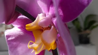 Уход за новой орхидеей ✅ Новое приобретение для орхидей😉 Caring for a new orchid