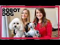 Getting A Robot Dog for Our Dog -- Meet AIBO!