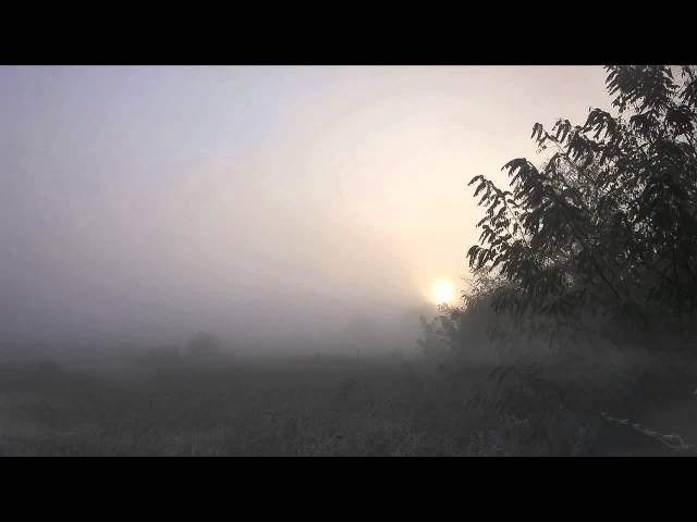 Cell - Misty Morning