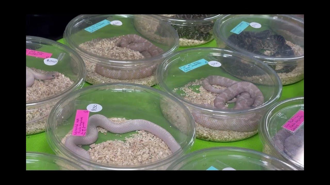 Reptile Expo in McQueeney Texas March 2023 YouTube