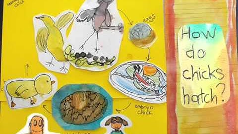 1A Chick Video BrainPOPJr 1