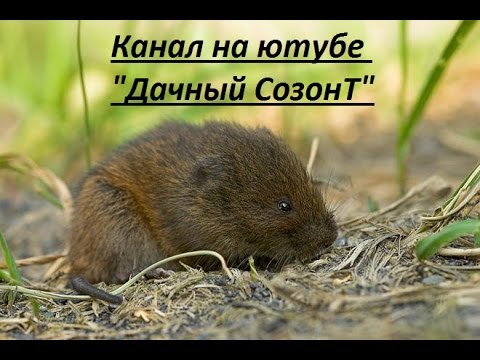 Водяная полевка - как ее поймать