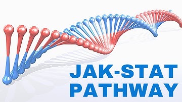 CSIR UGC NET | JAK-STAT PATHWAY | #BiologyAllInOne