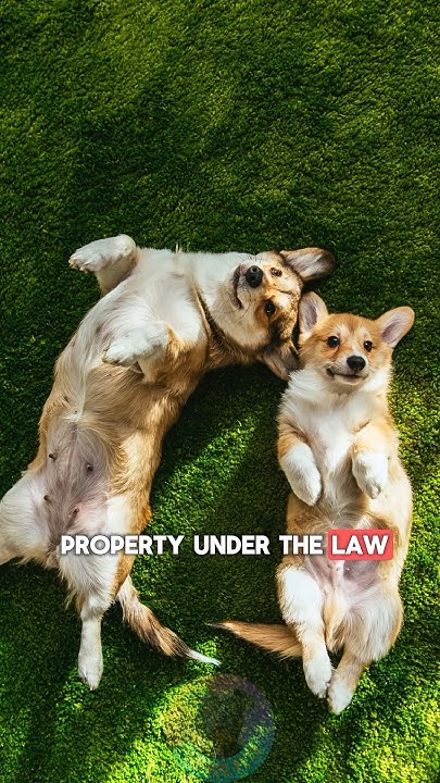 why-are-pets-considered-property-under-the-law-shorts-doglover-pets