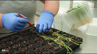 SeedWorld Visits: How KWS Is Creating Seeds For The Future @kws_group