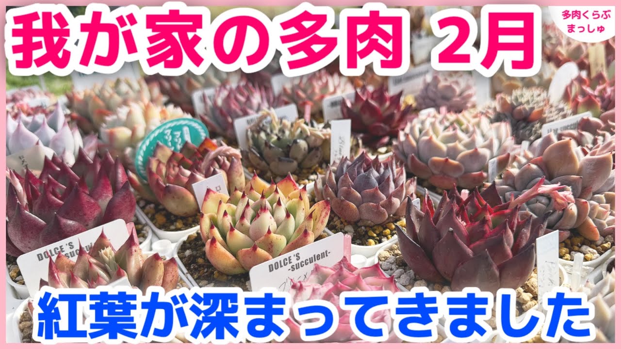 【多肉植物】我が家の多肉 2月のタニパト！寒波のあと、紅葉が深まってきました