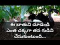 Peacock Cage Mysore Karanji Lake Part2 in Telugu | Telugu Ultimate