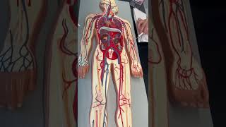 arteries of the upper limb 1/1 - heart & cranial blood vessels arteries of the upper limb 1/1 - heart & cranial blood vessels