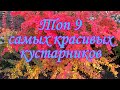 Топ 9 самых красивых декоративных кустарников в моем саду. #Сад#Дача#Сад СветаСветланы #