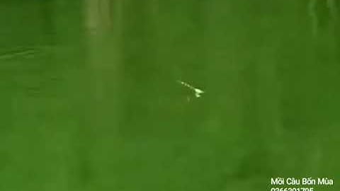 "Câu Đài" Cận Cảnh Cá Ăn Mất Phao (Dật Không Trượt Phát Nào)