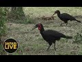 safariLIVE - Sunset Safari - December 8, 2018